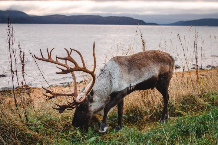 a deer standing next to a body of water